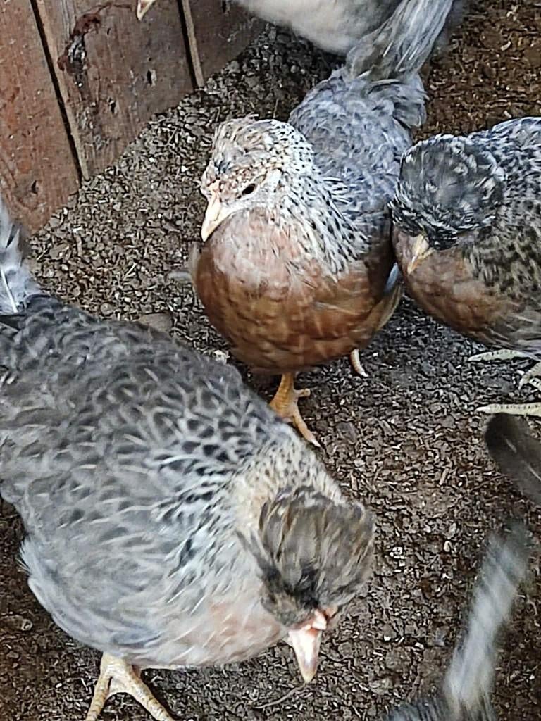 pluimvee, Animaux & Accessoires, Volatiles, Poule ou poulet, Femelle