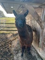 Alpacamerrie, Dieren en Toebehoren, Mei, Vrouwelijk
