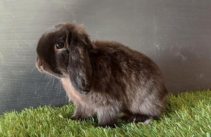 Mannelijke raszuivere handtamme minilop konijnen ram, Dieren en Toebehoren, Konijnen, Dwerg, Mannelijk, 0 tot 2 jaar, Hangoor
