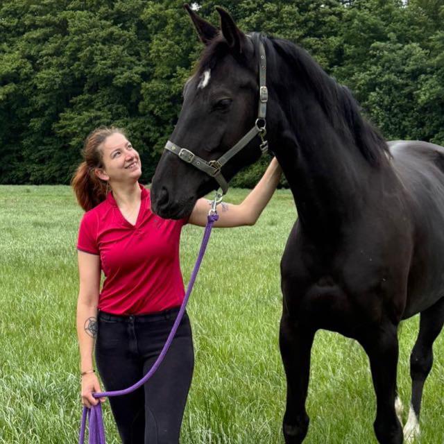 Paardrijlessen / Grondwerklessen, Animaux & Accessoires, Poneys