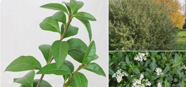Gratis struiken Ligustrum vulgare, Wilde liguster, Tuin en Terras, Planten | Struiken en Hagen, Liguster, Ophalen