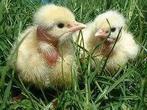 dag kuikens cou nu 100 % haantjes uitkomst 5 mei, Dieren en Toebehoren, Pluimvee, Mannelijk, Kip
