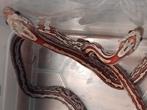 hypo tessera hot cinder 50 % anère/sk, Animaux & Accessoires, Serpent, 0 à 2 ans