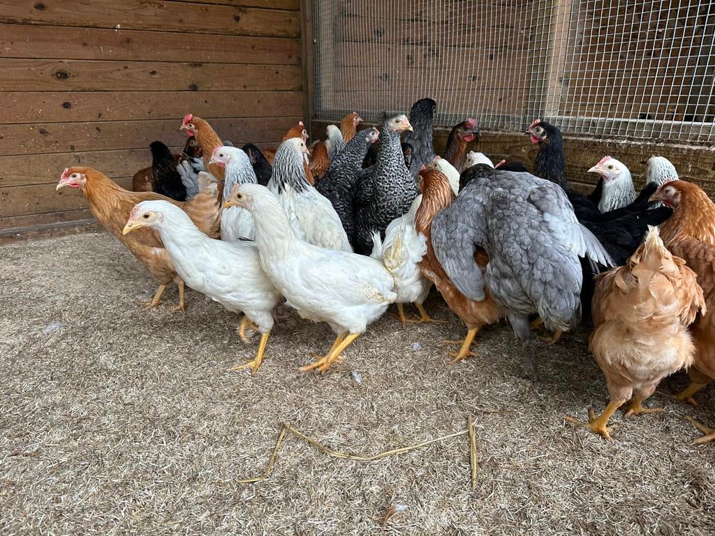 Kippen te koop op paasmaandag