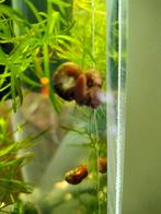 Bruine posthoornslakken, Dieren en Toebehoren