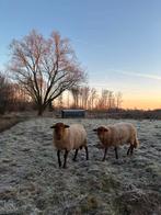 Ardense voskop ram, Dieren en Toebehoren
