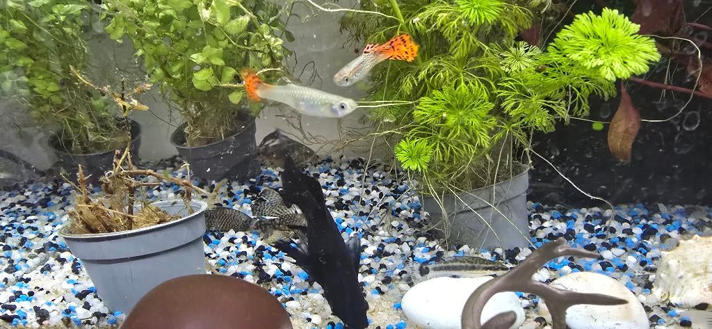 Noir molli et brown color guppies babies  ,orange guppies, Vis, Zoetwatervis, Schoolvis