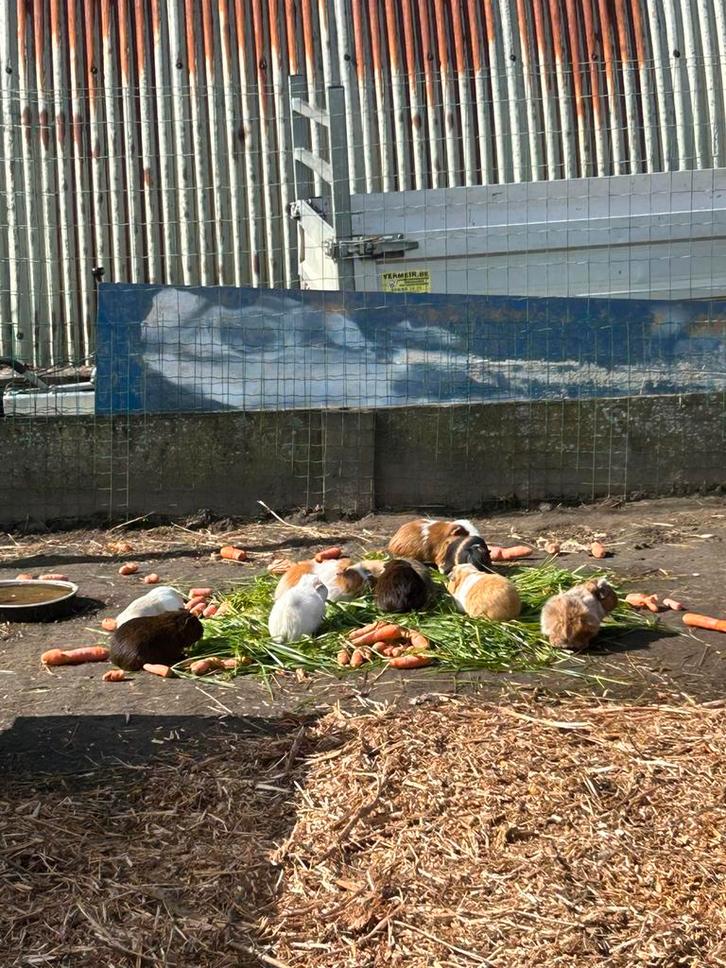 Mannelijke cavia’s, Dieren en Toebehoren, Knaagdieren, Mannelijk, Cavia, Augustus