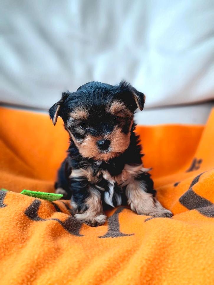 Yorkshire terriër pup reutje, Dieren en Toebehoren, Honden | Jack Russells en Terriërs, Reu, Yorkshire Terriër, Fokker | Hobbymatig