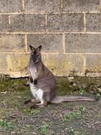 Male de wallaby, Animaux & Accessoires, Juillet, Mâle