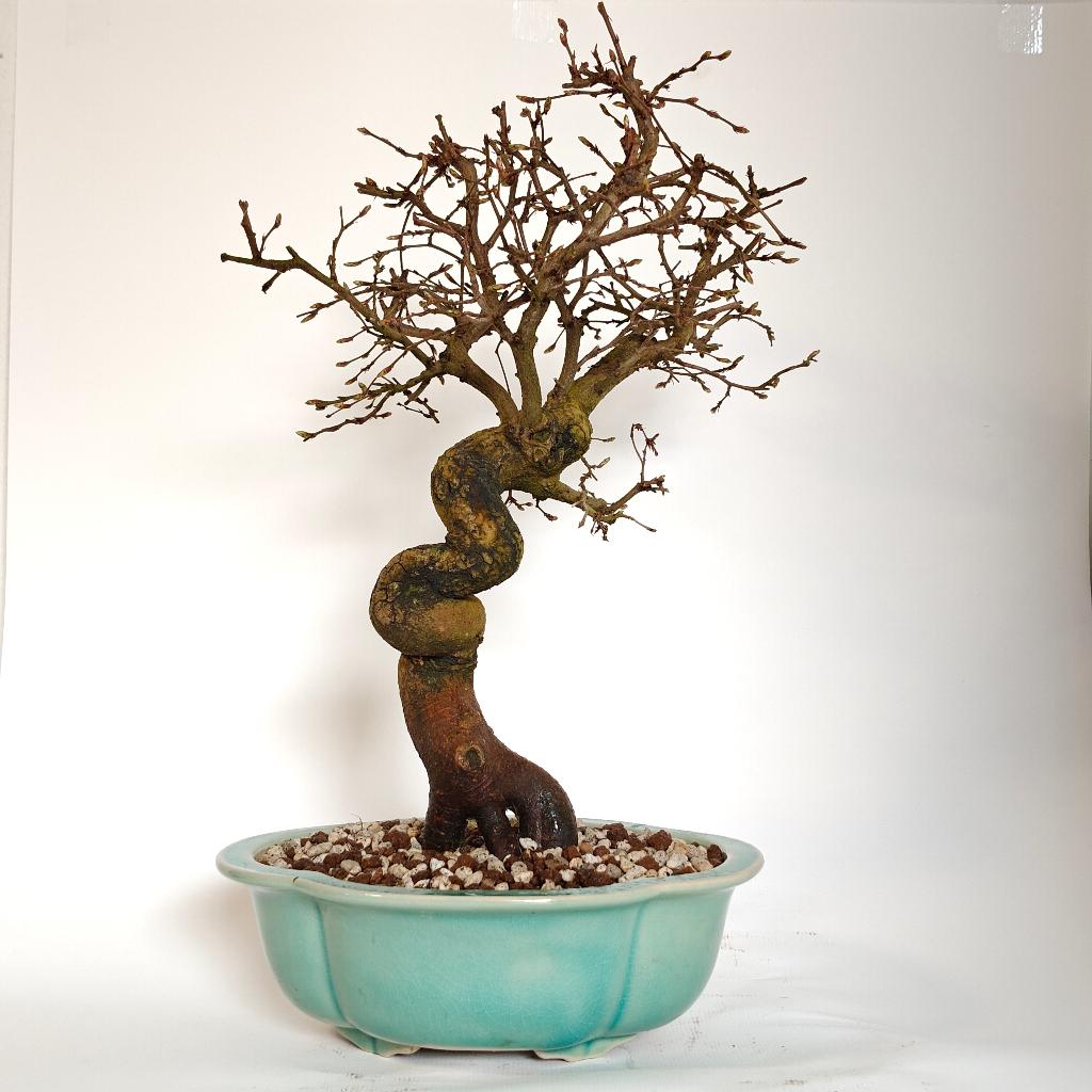 Japanse haagbeuk bonsai - Carpinus laxiflora, Enlèvement ou Envoi, En pot, Autres espèces, Ombre partielle
