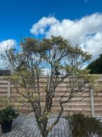 Enkianthus bonsai, Tuin en Terras, Planten | Bomen, Ophalen, Lente