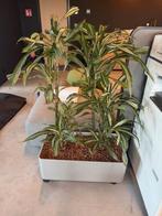 plant, Groene kamerplant, Ophalen, In pot, 100 tot 150 cm