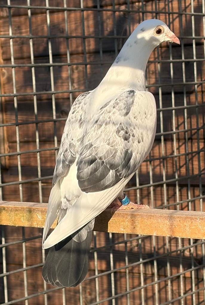 Jonge postduif, Postduif