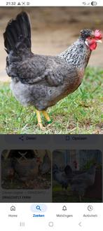 Cream legbar, Femelle, Poule ou poulet