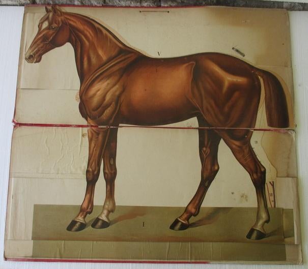 zeldzame kaft plaat paard spieren ingewanden DRIE METER, Antiek en Kunst, Ophalen