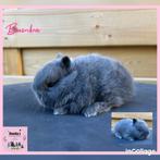 Super schattig mini kleurdwergje, Mâle, Nain, 0 à 2 ans