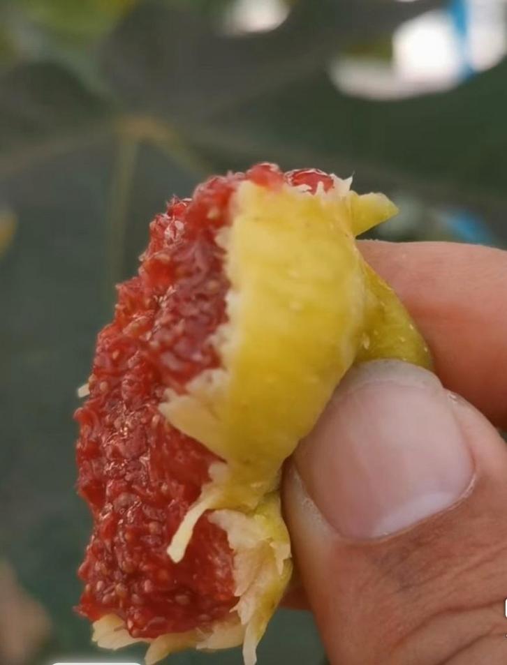 Vijgenstekken Col de Dame Blanche. Topkwaliteit, Tuin en Terras, Overige Tuin en Terras, Ophalen of Verzenden