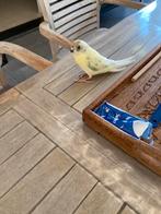 kakariki s, Ophalen, Zo goed als nieuw