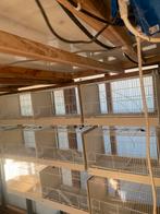 Tt kooien, Ophalen, Zo goed als nieuw