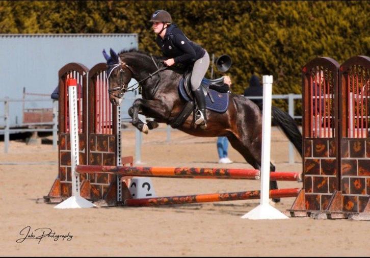 Pony, Dieren en Toebehoren, Pony's, Merrie, Niet van toepassing, D pony (1.37m tot 1.48m), Springpony, 3 tot 6 jaar, Met stamboom