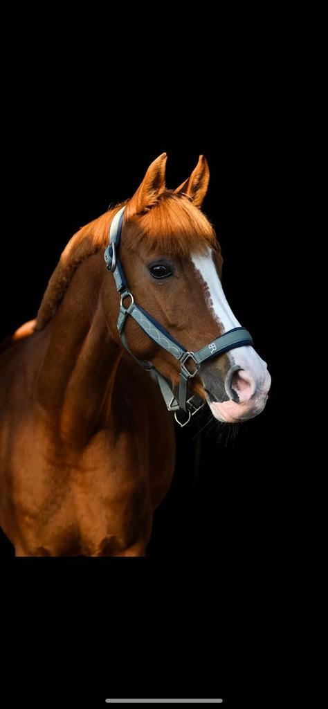 Te koop Elaia Armor, Animaux & Accessoires, Chevaux, Jument, Moins de 160 cm, 11 ans ou plus, Cheval de saut