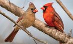 1-1 Rode kardinalen (Cardinalis cardinalis) 2025, Dieren en Toebehoren, Vogels | Overige Vogels, Meerdere dieren, Tropenvogel