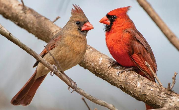 1-1 Rode kardinalen (Cardinalis cardinalis) 2025, Dieren en Toebehoren, Vogels | Overige Vogels, Tropenvogel, Meerdere dieren