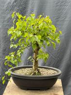 Bonsai berk, Ophalen, In pot