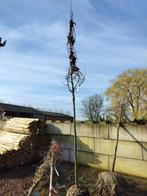 Motte de racines de chêne commun Quercus Robur 14-16 cm, Enlèvement ou Envoi, 400 cm ou plus