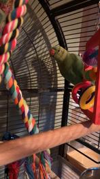 Collier à perruche avec cage, Domestique