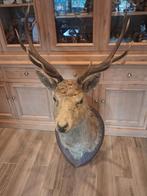 Configuration de la tête de cerf, Maison & Meubles, Accessoires pour la Maison | Fleurs séchées, Enlèvement ou Envoi