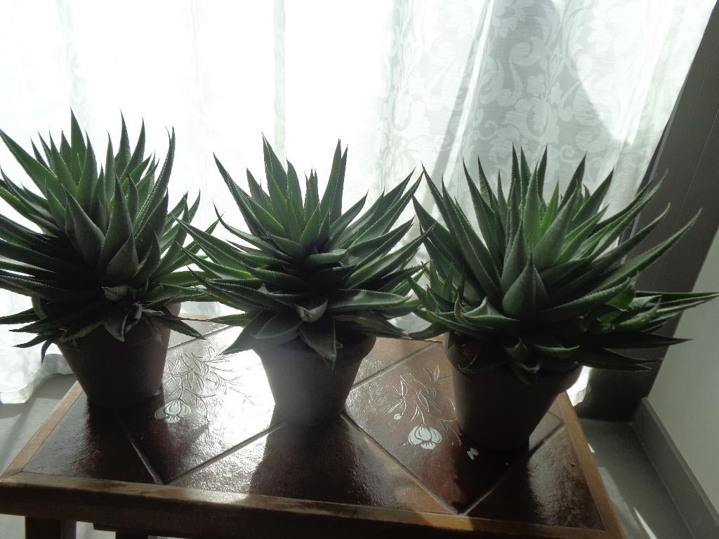 Grijze soort Aloë - vetplant - kamerplant, Maison & Meubles, Plantes d'intérieur, Enlèvement, Plante succulente