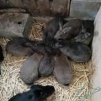 Jonge konijnen, Animaux & Accessoires, Lapins