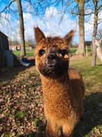 2 alpaca hengsten te koop, Janvier, Mâle
