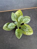 Streptocarpus pretty turtle nr 9, Enlèvement