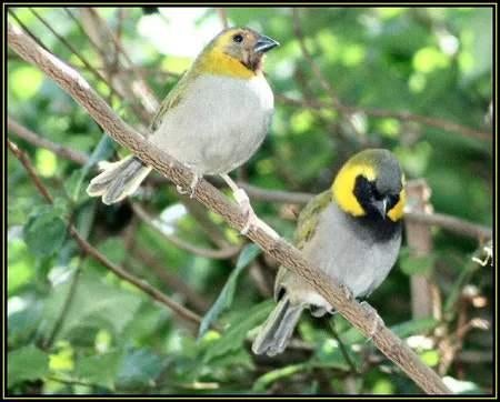 KOPPELS CUBAVINKJES, Plusieurs animaux, Oiseau tropical, Bagué