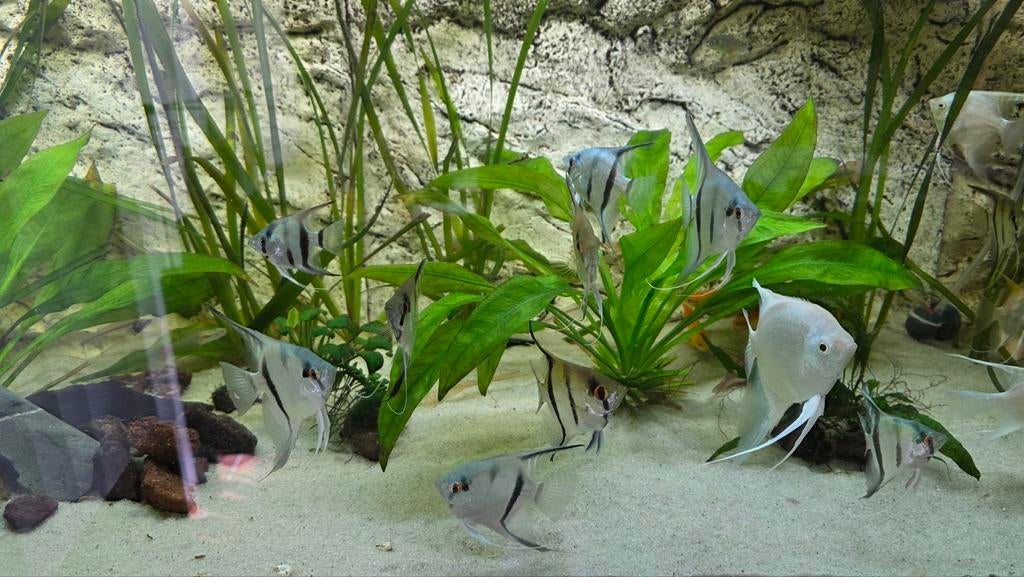 Maanvissen jongvolwassen 6 maanden oud, eigen kweek