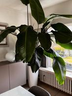 Strelitzia in TOPconditie (zonder pot), Maison & Meubles, Plante verte, Enlèvement, Autres espèces, 200 cm ou plus