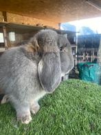 Duitse hangoor konijn, Dieren en Toebehoren, Konijnen, Hangoor