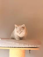 Brits korthaar poes, Dieren en Toebehoren, Katten en Kittens | Raskatten | Korthaar, Poes, Gechipt, 0 tot 2 jaar