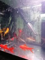 Groep goudvissen van 11 stuks verschillende kleuren, Dieren en Toebehoren, Goudvis(sen)