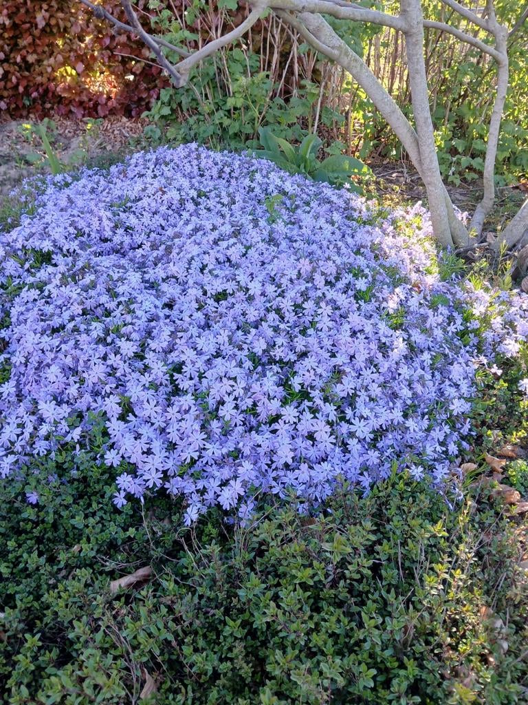 Phlox subulata emerald (30 stuks voor 20 euro), Ophalen, Bodembedekkers, Volle zon, Vaste plant