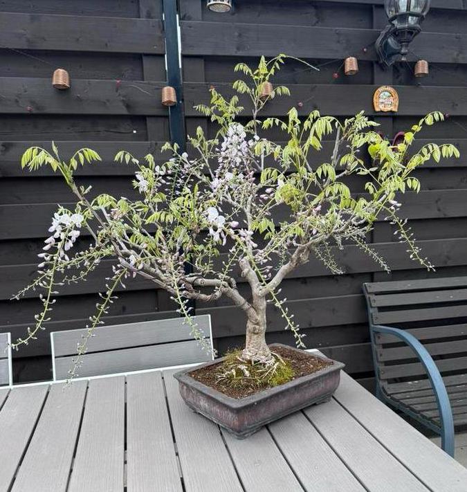 Glycine-bonsai - Wisteria Floribunda, Overige soorten, Lente, Minder dan 100 cm, Ophalen