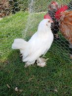 Ukkelse baardkrielen, Poule ou poulet