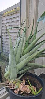 Aloë vera, Jardin & Terrasse, Plantes | Jardin, Autres espèces, Plein soleil, Été, Enlèvement
