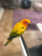 Tamme Zonparkiet Man + Kooi en speeltjes, Dieren en Toebehoren, Vogels | Parkieten en Papegaaien, Mannelijk, Parkiet, Tam