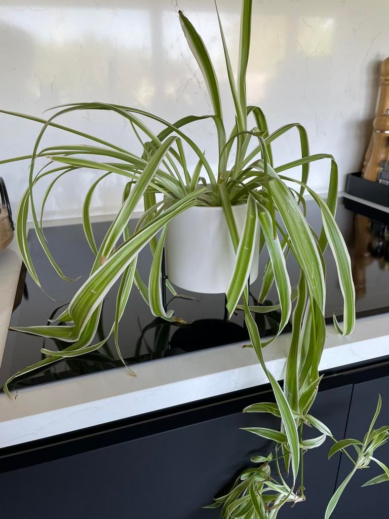 Pot met plantje, Ophalen