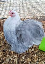 Broedeieren cochin bobtail, Dieren en Toebehoren, Pluimvee, Geslacht onbekend, Kip