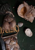 VERZAMELING SCHELPEN TE KOOP!, Ophalen of Verzenden, Zo goed als nieuw